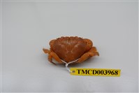 藏品(兇猛酋婦蟹)的圖片